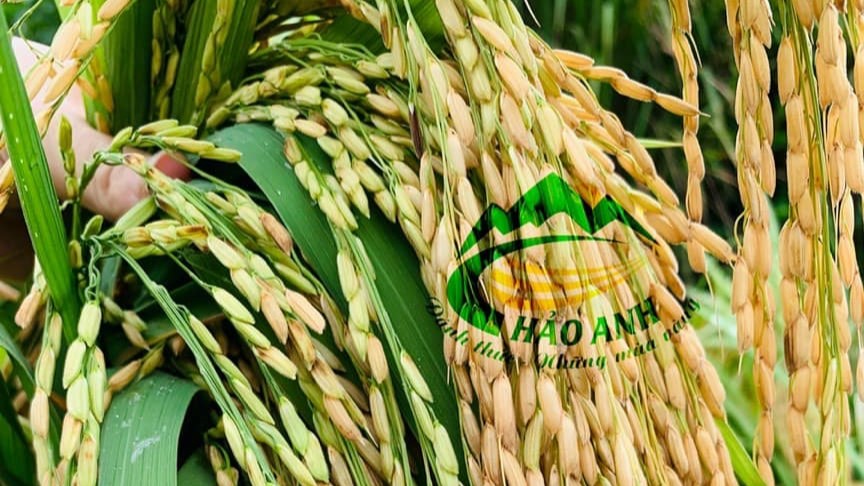 HTX nông nghiệp Hảo Anh