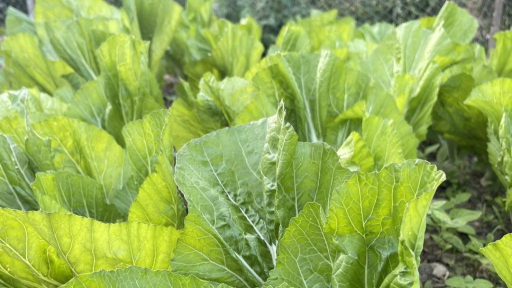 Khi người trẻ tự viết nên câu chuyện của mình: Hành trình chuyển đổi số của Farm Khải&nbsp;San