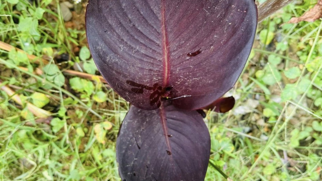 Trà lá dong riềng – Chuyển đổi kép và sinh kế mới cho cộng đồng Phụ nữ dân tộc thiểu&nbsp;số