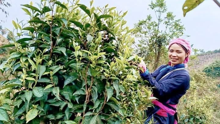 Logo nhỏ, tác động lớn: Người phụ nữ Tày dùng thương hiệu để kết nối khách hàng giữa kỷ nguyên&nbsp;số